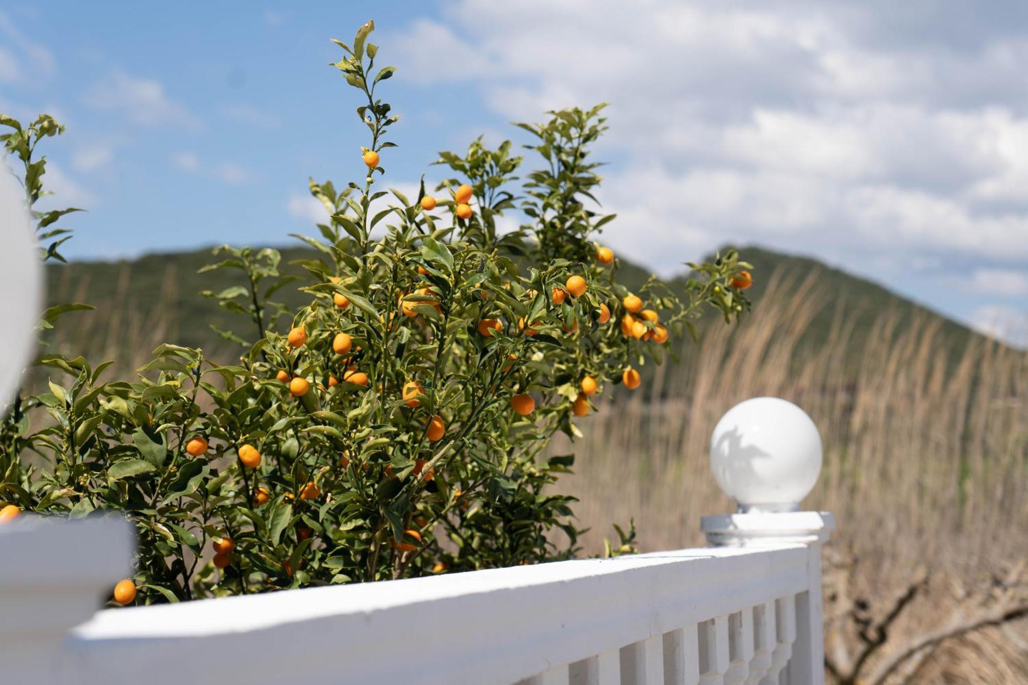 Hotel Alexandros Аммудия Экстерьер фото